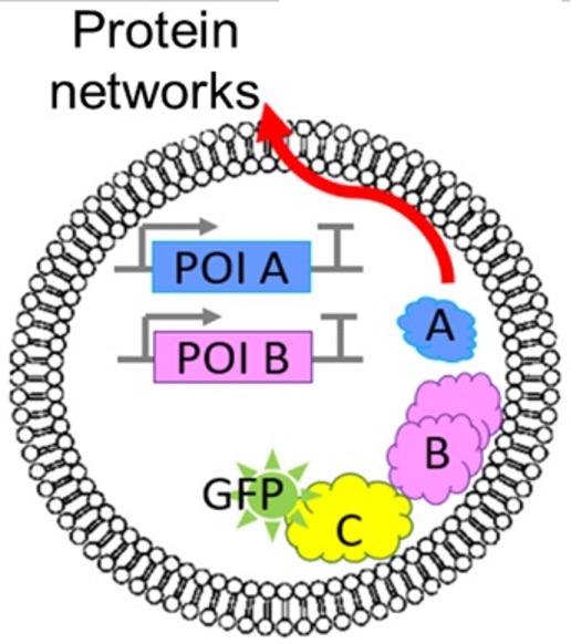 科研进展1.jpg 科研进展1.jpg